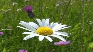 Leucanthemum vulgare @ Fiori e piante della montagna bellunese 11.05.2015