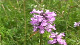 Betonica officinalis @ Fiori e piante della montagna bellunese 12.05.2015