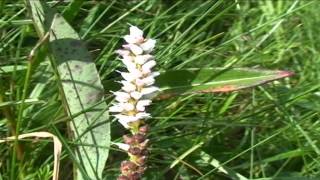 Bistorta vivipara @ Fiori e piante della montagna bellunese 19.05.2015