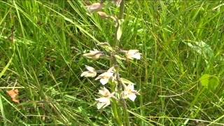 Epipactis palustris @ Fiori e piante della montagna bellunese 13.05.2015