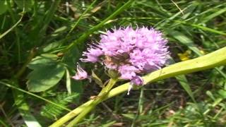 Traunsteinera globosa @ Fiori e piante della montagna bellunese 15.05.2015