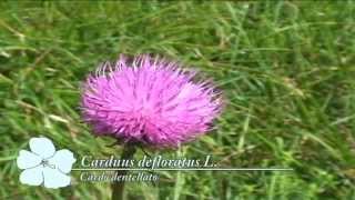 Carduus defloratus @ Fiori e piante della montagna bellunese 18.05.2015