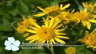 Senecio alpinus @ Fiori e piante della montagna bellunese 20.05.2015