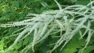 Aruncus dioicus @ Fiori e piante della montagna bellunese 21.05.2015