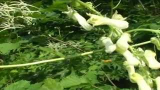 Aconitum lycoctonum @ Fiori e piante della montagna bellunese 22.05.2015