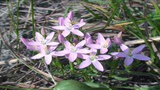 Centarium erythraea @ Fiori e piante della montagna bellunese 23.05.2015