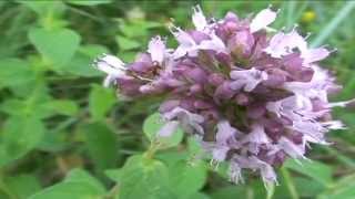 Origanum vulgare @ Fiori e piante della montagna bellunese 25.05.2015