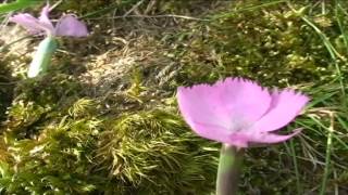 Dianthus sylvestris wulfen @ Fiori e piante della montagna bellunese 26.05.2015