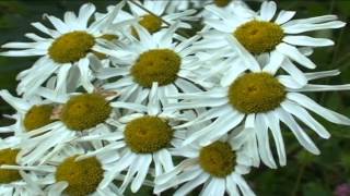 Tanacetum corymbosum @ Fiori e piante della montagna bellunese 01.06.2015