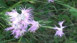 Dianthus monspessulanus @ Fiori e piante della montagna bellunese 04.06.2015