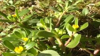 Portulaca oleracea @ Fiori e piante della montagna bellunese 05.06.2015