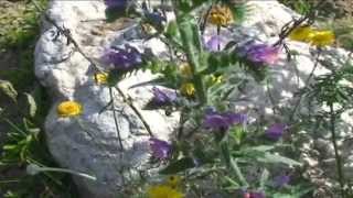 Echium vulgare @ Fiori e piante della montagna bellunese 08.06.2015