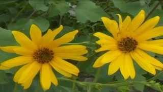 Helianthus tuberosum @ Fiori e piante della montagna bellunese 10.06.2015