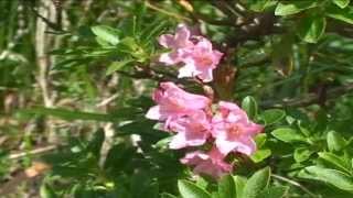 Rhododendron hirsutum  @ Fiori e piante della montagna bellunese 27.05.2015