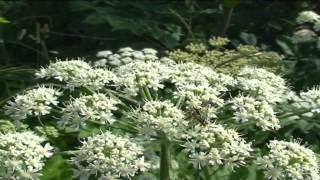 Heracleum sphondylium @ Fiori e piante della montagna bellunese 28.05.2015