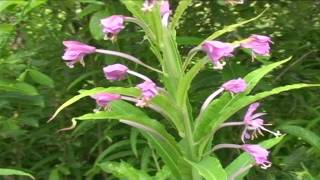 Epilobium angustifolium @ Fiori e piante della montagna bellunese 30.05.2015