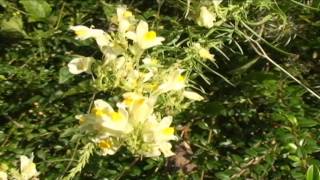 Linaria vulgaris @ Fiori e piante della montagna bellunese 12.06.2015