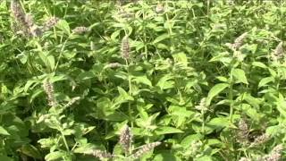 Mentha longifolia @ Fiori e piante della montagna bellunese 06.06.2015