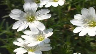 Cerastium arvense @ Fiori e piante della montagna bellunese 18.06.2015