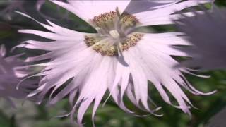 Dianthus sternbergii @ Fiori e piante della montagna bellunese 20.06.2015