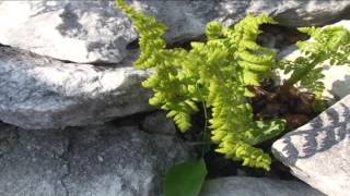 Dryopteris villarii @ Fiori e piante della montagna bellunese 22.06.2015