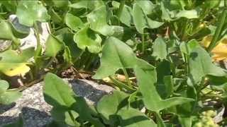 Rumex scutatus @ Fiori e piante della montagna bellunese 23.06.2015