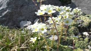 Saxifraga paniculata  @ Fiori e piante della montagna bellunese 24.06.2015