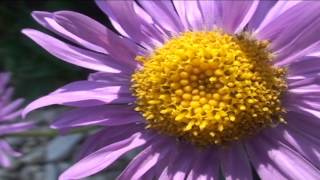 Aster alpinus @ Fiori e piante della montagna bellunese 25.06.2015