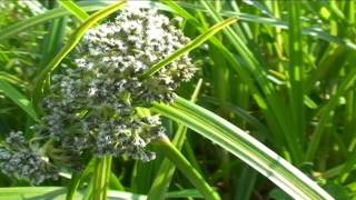 Scirpus sylvaticus @ Fiori e piante della montagna bellunese 27.06.2015