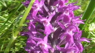 Dactylorhiza maculatiformis @ Fiori e piante della montagna bellunese 29.06.2015