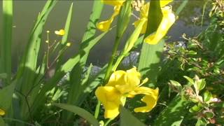 Iris pseudacorus @ Fiori e piante della montagna bellunese 30.06.2015