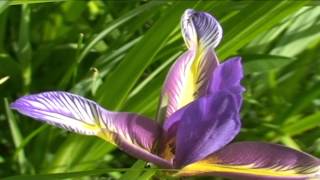 Iris graminea @ Fiori e piante della montagna bellunese 01.07.2015