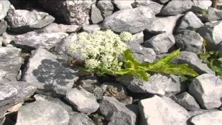 Heracleum pyrenaiucum @ Fiori e piante della montagna bellunese 09.07.2015