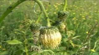 Cirsium erisithales @ Fiori e piante della montagna bellunese 13.07.2015