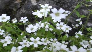 Saxifraga petraea @ Fiori e piante della montagna bellunese 04.07.2015