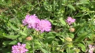 Knautia drymeia @ Fiori e piante della montagna bellunese 07.07.2015