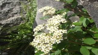 Spiraea decubens @ Fiori e piante della montagna bellunese 08.07.2015