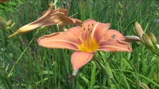 Hemerocallis fulva @ Fiori e piante della montagna bellunese 16.07.2015