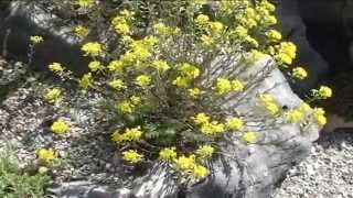 Alyssum montanum @ Fiori e piante della montagna bellunese 10.07.2015