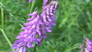 Vicia cracca @ Fiori e piante della montagna bellunese 11.07.2015