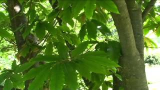 Castanea sativa @ Fiori e piante della montagna bellunese 20.07.2015