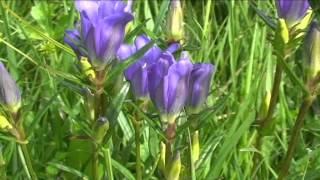 Gentiana prenumonanthe @ Fiori e piante della montagna bellunese 15.07.2015