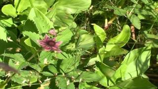 Potentilla palustris @ Fiori e piante della montagna bellunese 23.07.2015
