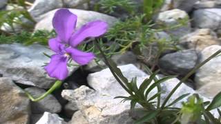 Viola dubyana @ Fiori e piante della montagna bellunese 24.07.2015