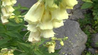 Digitalis grandiflora @ Fiori e piante della montagna bellunese 25.07.2015