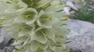 Campanula thyrsoides @ Fiori e piante della montagna bellunese 27.07.2015