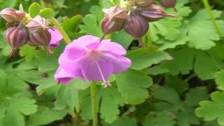 Geranium macrorrhizum @ Fiori e piante della montagna bellunese 28.07.2015