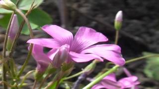 Oxalis rubra @ Fiori e piante della montagna bellunese 31.07.2015