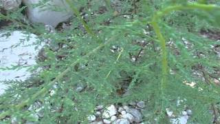 Myricaria germanica @ Fiori e piante della montagna bellunese 05.08.2015