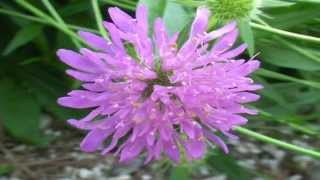 Knautia ressmannii @ Fiori e piante della montagna bellunese 06.08.2015